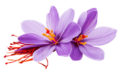 purple saffron flower spice transparent isolated background spices vibrant vivid colorful cooking seasoning ingredient food flavour graphic element presentation png