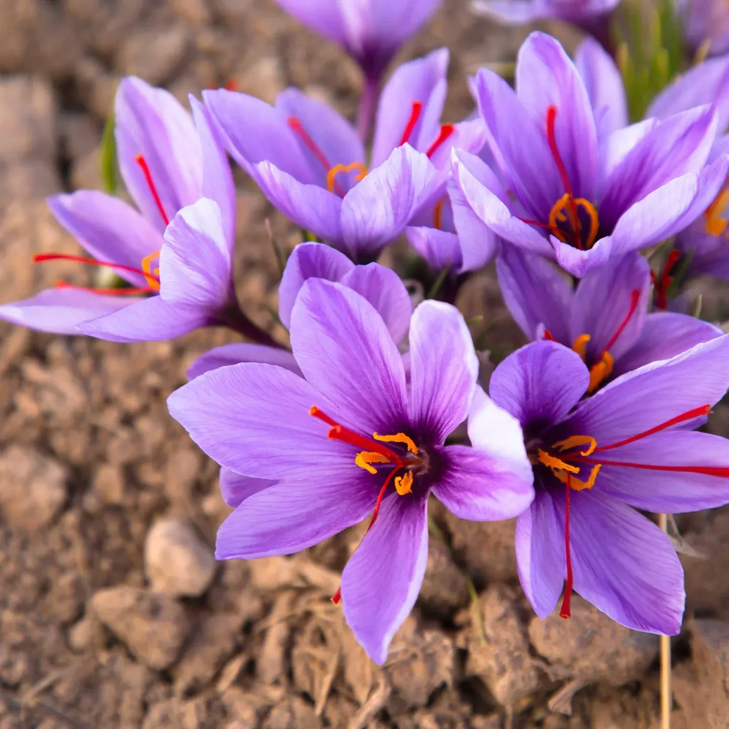 saffron crocus shk 2 1